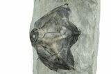 Fossil Crinoid (Dimerocrinites) Calyx - Indiana #327296-1